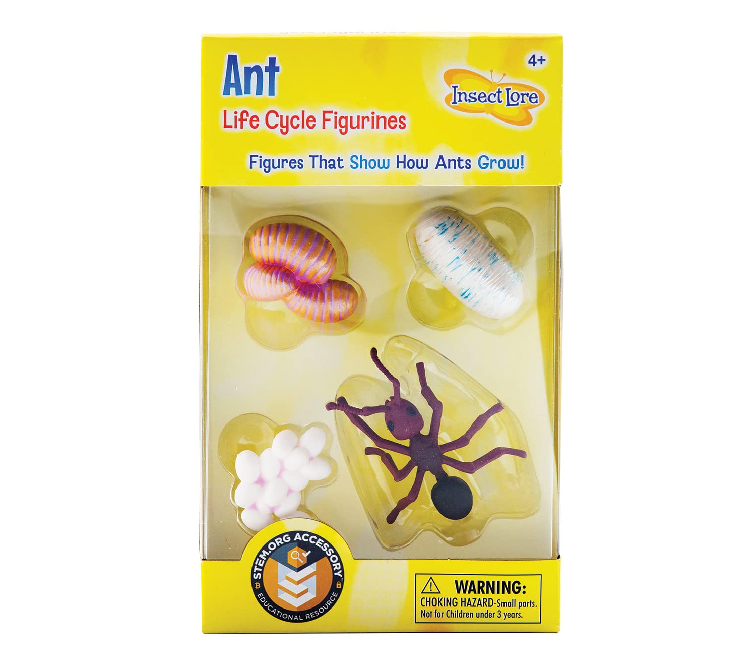 Book Cover Ant Life Cycle Toy - 4 Piece Set Shows Life Cycle Of An Ant
