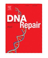 Mgs1 and Rad18/Rad5/Mms2 are required for survival of Saccharomyces cerevisiae mutants with novel temperature/cold sensitive alleles of the DNA polymerase ... subunit, Pol31 [An article from: DNA Repair]