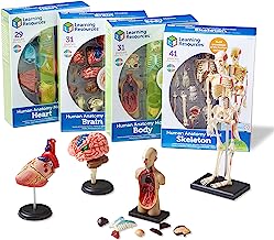 Book Cover Learning Resources Anatomy Models Bundle Set, Brain, Body, Heart, Skeleton, Classroom Demonstration Tools, Teacher Accessories, Grades 8+, Ages 3+