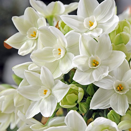 Book Cover Narcissus Paperwhite 'Ziva' (20 Pack) Large Plant Bulbs for Indoor Forcing - Fragrant White Indoor Flowering Blooms for Holidays, Professional Growers from Easy to Grow