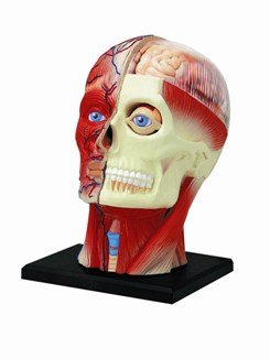 4D Vision Human Head Anatomy Model