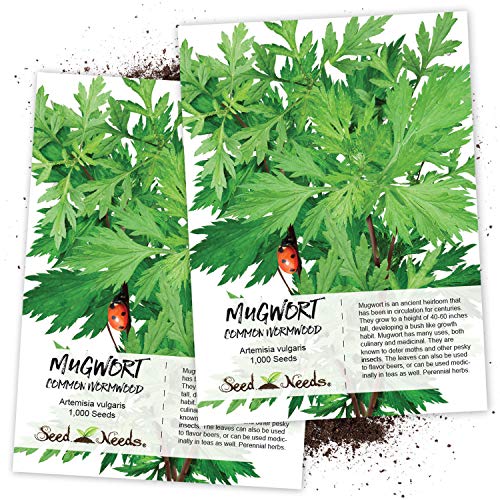 Seed Needs, Mugwort Herb (Artemisia vulgaris) Twin Pack of 1,000 Seeds Each