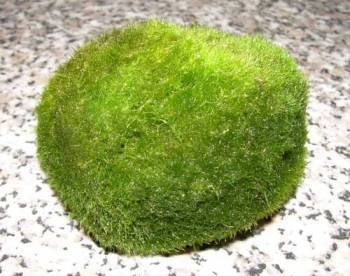 3 boules de mousse, Aquarium 4-6cm, Cladophora aegagrophila
