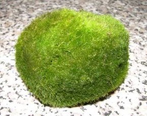 3 boules de mousse, Aquarium 4-6cm, Cladophora aegagrophila