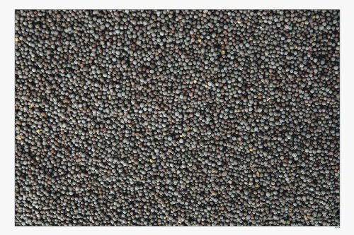 Indian Spice Mustard Seeds 7oz-