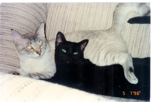 The World's Greatest Cat: A Biography of Don Diego