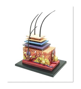 No.18 skin anatomy model Skynet three-dimensional puzzle 4D VISION Human Anatomy (japan import)