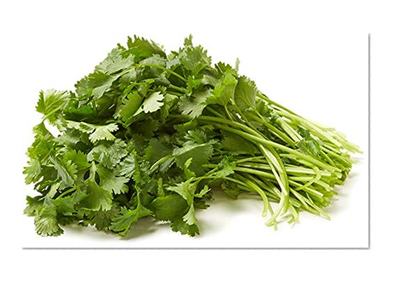 Cilantro, One Bunch