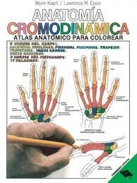 Anatomia Cromodinamica: atlas anatomico para colorear