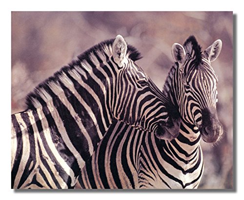 Book Cover Wild African Safari Striped Zebra Wall Picture Art Print 16x20