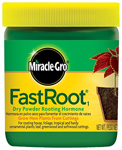 Book Cover Miracle-Gro FastRoot1 Dry Powder Rooting Hormone: Houseplant and Succulent Propagation, for Rooting House, Foliage, Tropical, and Hardy Ornamental Plants, 1.25 oz