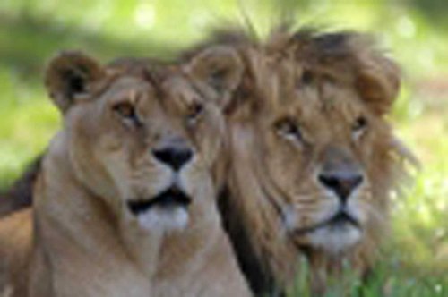 The Nature Photo Album (I am Legend)