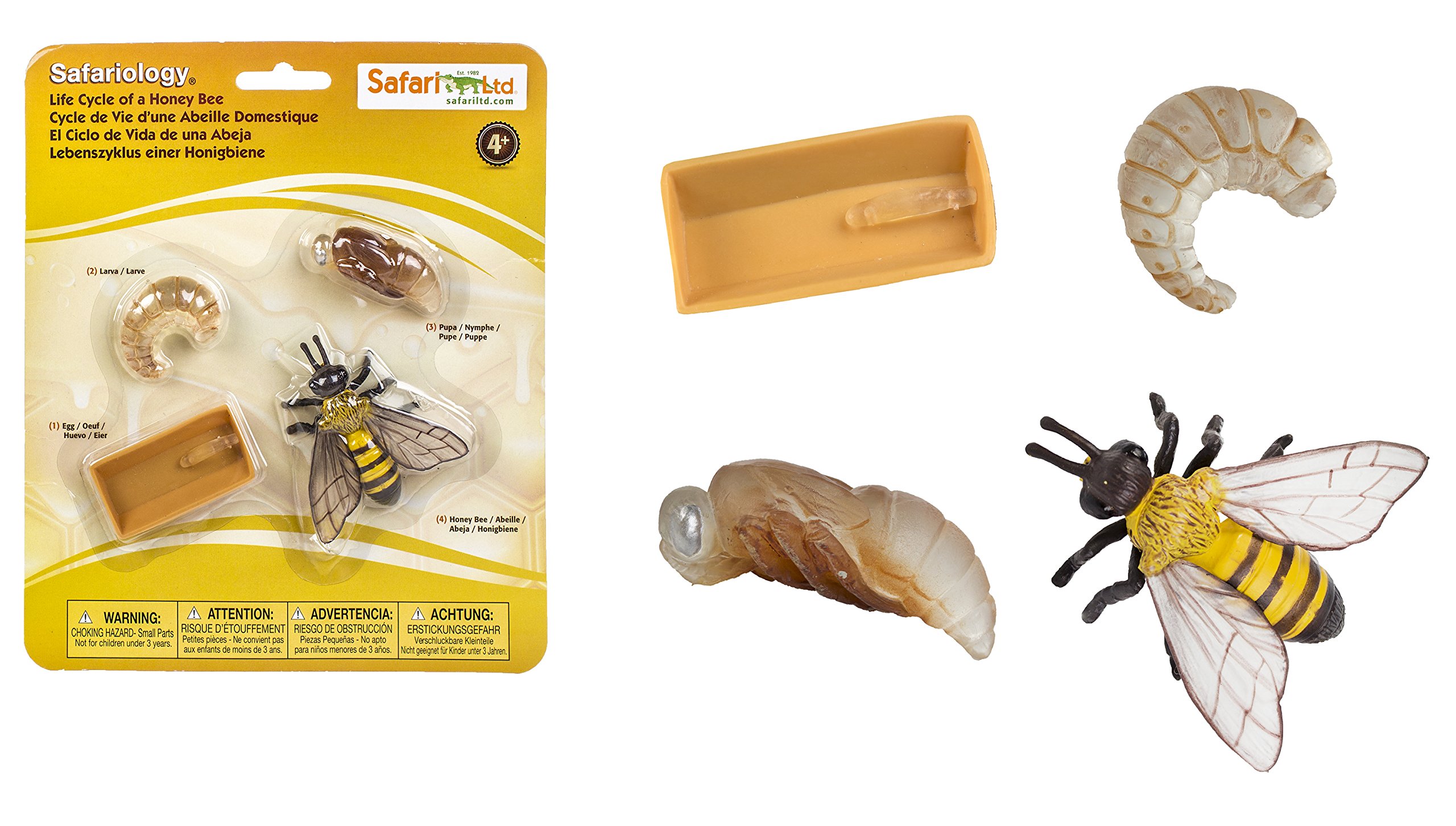 Book Cover Safari Ltd Safariology the Life Cycle of a Honey Bee Multi