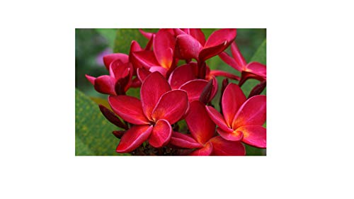 Hawaiian Red Ula`ula Plumeria (Frangipani) Plant Cutting.shipped From Hawaii From a Pest-free Certified Hawaiian Nursery with the Proper U.s. Department of Agriculture Stamp.