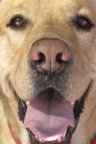 Jack: A book about a dog where the dog doesn't die at the end