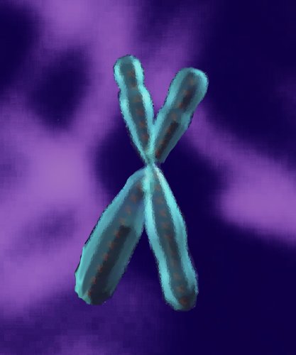 Chromosomal anomalies and mental retardation. From genotypes to neuropsychological phenotypes of genetic syndromes at high incidence