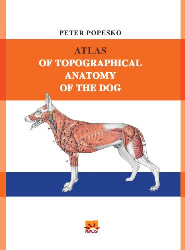ATLAS OF TOPOGRAPHICAL ANATOMY OF THE DOG