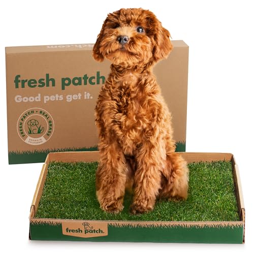 Fresh Patch Real Grass Patch for Dogs, Cats, and Small-Medium Pets Under 15 Pounds – Disposable Pet Grass Pee Pads – Indoor and Outdoor Potty Training Mat (16 Inches x 24 Inches)