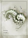 Monarch: Larva (Stage Two)