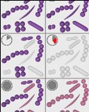 Gram Stain Tutor, Online or CD-ROM (Tutor)