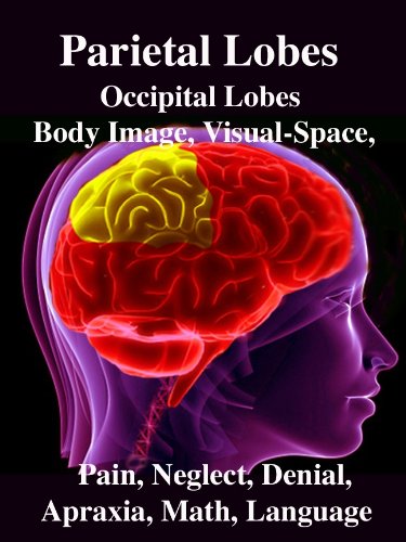 Parietal Lobes: Occipital Lobes, Body Image, Visual-Space, Pain, Neglect, Denial, Apraxia, Math, Language