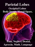 Parietal Lobes: Occipital Lobes, Body Image, Visual-Space, Pain, Neglect, Denial, Apraxia, Math, Language