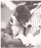 The Basenji: Devoted to Basenjis World-wide (May 1976) Volume XIII, Number 5