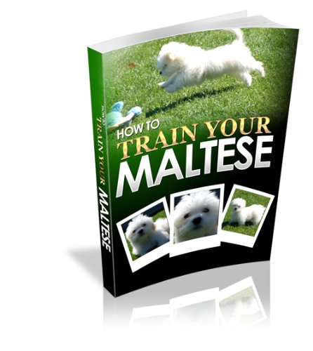 Dog Training: How To Train Your Maltese