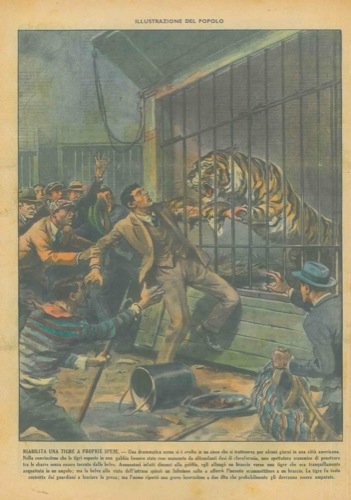 Imprudenza di uno spettatore verso una tigre, con pericolose conseguenze.