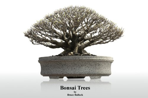 Bonsai Trees