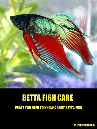 Betta Fish Care - Everything You Need To Know About Betta Fish