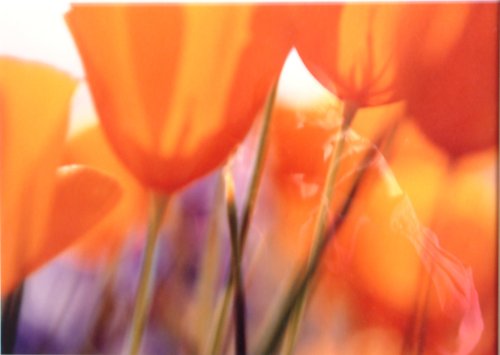 What do the MYSTICS SEE?: An ESOTERIC look at MEDITATION