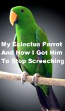 My Eclectus Parrot And How I Got Him To Stop Screaming