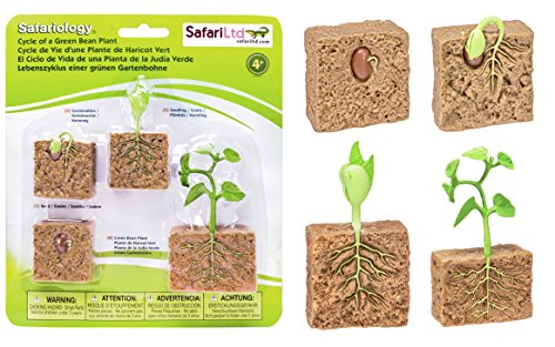 Book Cover Safari Ltd Life Cycle of a Green Bean Plant