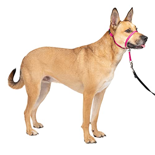 PetSafe Gentle Leader Headcollar, No-Pull Dog Collar – Perfect for Leash & Harness Training – Stops Pets from Pulling and Choking on Walks – Medium 25-60 Lb, Raspberry Pink