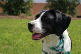 Brother Wolf Animal Rescue Asheville NC (Girl Scouts Volunteer Adventure) (People and Their Pets Book 1)