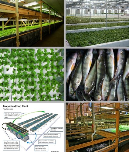 Aquaponics - Entrepreneurs Embrace Technology that Holds Key to Strengthening Local Food Systems and Increasing Food Security