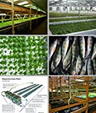 Aquaponics - Entrepreneurs Embrace Technology that Holds Key to Strengthening Local Food Systems and Increasing Food Security