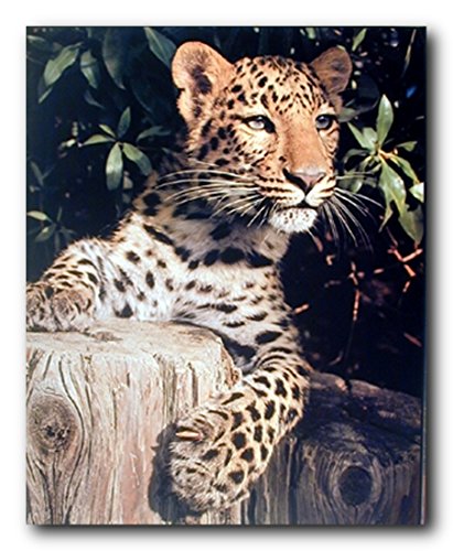 Book Cover Leopard (Panther, Jaguar, Big Cat) Wild Animal Wall Decor Art Print Poster (16x20)