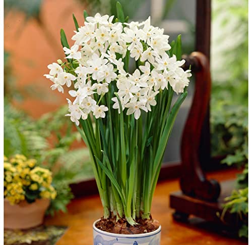 Book Cover Ziva Paperwhite Narcissus - 5 Bulbs - 15/16 cm Bulbs - Indoor/Very Fragrant