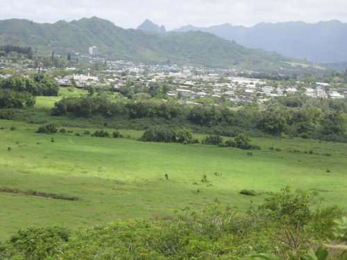 Homes Cheap in Hawai'i!