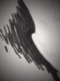 Searching for the Mothman: a Short Story