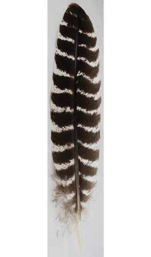 Barred Wing Smudging feather