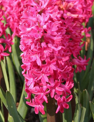Book Cover Willard & May Pink Pre-Chilled Hyacinth Bulbs - 8 Bulbs