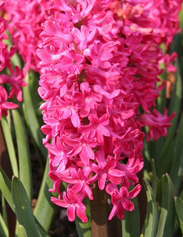 Willard & May Pink Pre-Chilled Hyacinth Bulbs - 8 Bulbs