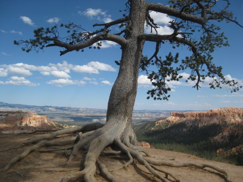 Gli Alberi Storti (Italian Edition)
