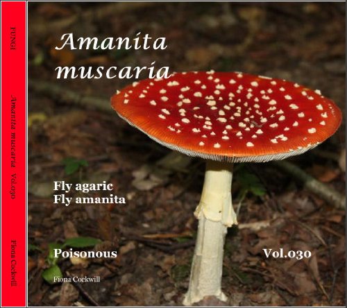 Amanita Muscaria ~ Fly agaric (FUNGI Book 30)