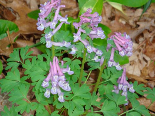 The 2 Best Memory Supplements: A Short and Simple Guide to Huperzine A and Bacopa Monnieri
