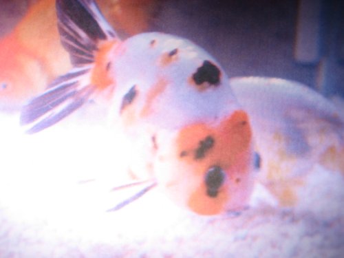 A GOLDFISH STORY