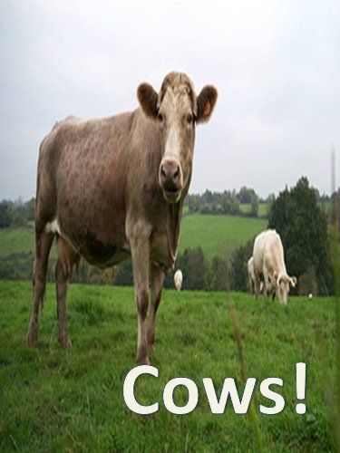 Cows : Children's picture book of farm animals and cows